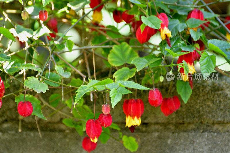 蒂罗尔灯/abutilon megapotamicum 花